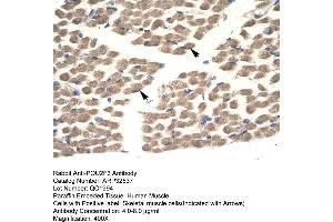 Human Muscle (POU2F3 anticorps  (N-Term))
