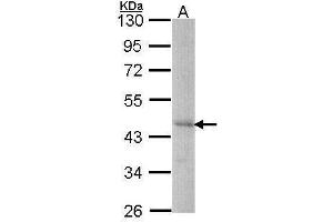 WB Image Sample (30 ug of whole cell lysate) A: Hep G2 , 10% SDS PAGE antibody diluted at 1:1000 (DYX1C1 anticorps  (C-Term))