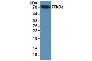 Detection of Recombinant HSPA1L, Rat using Monoclonal Antibody to Heat Shock 70 kDa Protein 1 Like Protein (HSPA1L) (HSPA1L anticorps  (AA 1-641))