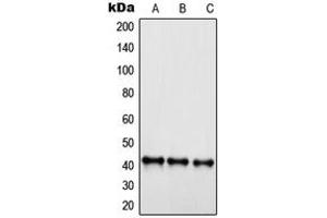 Western blot analysis of EDG6 expression in Jurkat (A), HepG2 (B), HEK293 (C) whole cell lysates. (S1PR4 anticorps  (C-Term))