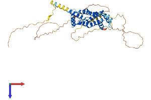 AlphaFold protein structure predicition of Human Recombinant PRR5L Protein, UniprotID Q6MZQ0