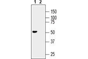 Western blot analysis of mouse brain lysate: - 1. (GFRA3 anticorps  (Extracellular, N-Term))