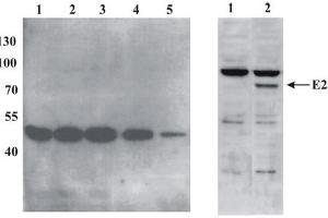 Western Blotting (WB) image for anti-BPV-1 antibody (ABIN781761) (BPV-1 anticorps)