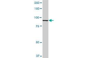 ANAPC5 MaxPab rabbit polyclonal antibody.