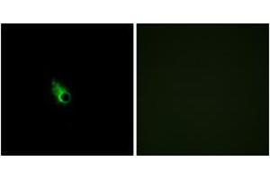 Immunofluorescence analysis of HeLa cells, using OR52E1 Antibody.