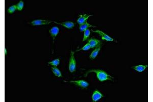 Immunofluorescent analysis of Hela cells using ABIN7169128 at dilution of 1:100 and Alexa Fluor 488-congugated AffiniPure Goat Anti-Rabbit IgG(H+L)