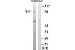 Western blot analysis of extracts from COLO205 cells, treated with PMA 125ng/ml 30', using SIK (Ab-182) Antibody. (SIK1 anticorps  (AA 148-197))