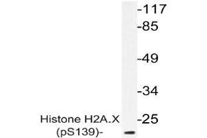 Western blot (WB) analysis of p-Histone H2A. (H2AFX anticorps  (pSer139))