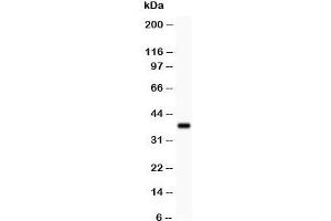 Western blot testing of Bmi1 antibody and recombinant human protein (0. (BMI1 anticorps  (Middle Region))