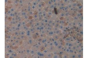 Detection of CLU in Mouse Liver Tissue using Polyclonal Antibody to Clusterin (CLU) (Clusterin anticorps  (AA 227-448))