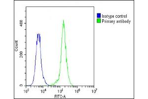 Overlay histogram showing A549 cells stained with (ABIN6242270 and ABIN6578875)(green line).