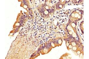 IHC image of ABIN7170148 diluted at 1:200 and staining in paraffin-embedded human small intestine tissue performed on a Leica BondTM system.