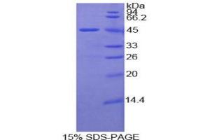 SDS-PAGE analysis of Mouse LAMP2 Protein.