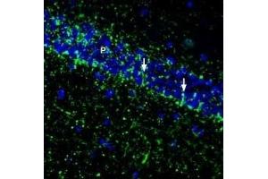 Expression of SVCT2 in mouse hippocampus - Immunohistochemical staining of perfusion-fixed frozen mouse brain sections with Anti-SVCT2/SLC23A2 (extracellular) Antibody (ABIN7043705, ABIN7045312 and ABIN7045313), (1:200), followed by goat anti-rabbit-AlexaFluor-488.
