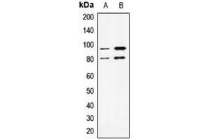 Western blot analysis of STAT1 expression in Jurkat (A), A431 (B) whole cell lysates.