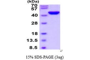 SDS-PAGE (SDS) image for serpin Peptidase Inhibitor, Clade E (Nexin, Plasminogen Activator Inhibitor Type 1), Member 2 (SERPINE2) (AA 20-397) protein (His tag) (ABIN5854648) (SERPINE2 Protein (AA 20-397) (His tag))