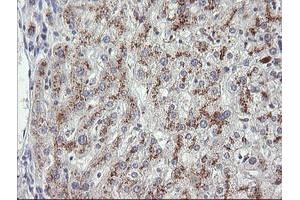 Image no. 2 for anti-Mdm4-binding Protein (MDM4) antibody (ABIN1499354)