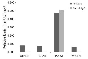 Immunofluorescence analysis of HeLa cells using Acetyl-Histone H4-K8 antibody (ABIN7267747). (Histone H4 anticorps  (acLys8))