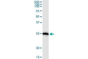 Immunoprecipitation of IL17D transfected lysate using anti-IL17D MaxPab rabbit polyclonal antibody and Protein A Magnetic Bead , and immunoblotted with IL17D MaxPab mouse polyclonal antibody (B01) .