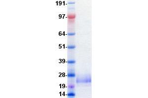 Validation with Western Blot