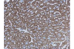 IHC-P Image UQCRC1 antibody [N1N3] detects UQCRC1 protein at mitochondria on mouse liver by immunohistochemical analysis.