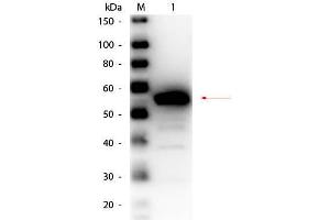 Western Blot of Rabbit anti-Esterase Antibody Peroxidase Conjugated. (Esterase anticorps  (HRP))