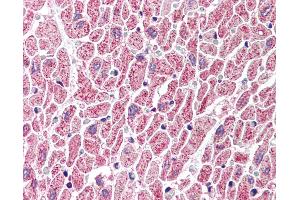 Anti-GBL antibody IHC of human heart. (GBL anticorps  (C-Term))