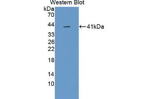 Detection of Recombinant GPLD1, Human using Polyclonal Antibody to Glycosylphosphatidylinositol Specific Phospholipase D1 (GPLD1) (GPLD1 anticorps  (AA 496-840))
