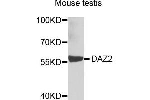 Western blot analysis of extracts of mouse testis, using DAZ2 antibody (ABIN5974458) at 1/1000 dilution. (DAZ2 anticorps)