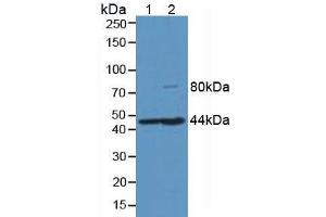 Western Blot; Sample: Lane1: Porcine Liver Tissue; Lane2: Rat Liver Tissue. (HFE2 anticorps  (AA 234-416))