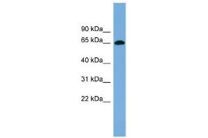 VIPAR antibody used at 1 ug/ml to detect target protein.