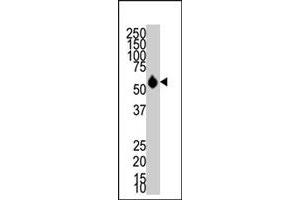 Western blot analysis of HDAC8 polyclonal antibody  in mouse NIH/3T3 cell lysate. (HDAC8 anticorps  (N-Term))