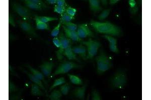 Immunofluorescent staining of HeLa cells using anti-PLEKHA3 mouse monoclonal antibody (ABIN2454592). (PLEKHA3 anticorps)
