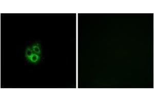 Immunofluorescence (IF) image for anti-G Protein gamma 5 (GNG5) (AA 10-59) antibody (ABIN2890368) (GNG5 anticorps  (AA 10-59))