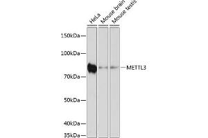 Western blot analysis of extracts of various cell lines, using METTL3 antibody  at 1:1000 dilution.
