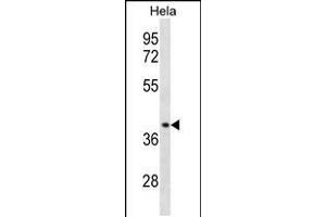 Western blot analysis in Hela cell line lysates (35ug/lane). (CCBP2 anticorps  (C-Term))