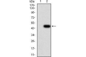 Western blot analysis using TWIST2 mAb against HEK293 (1) and TWIST2 (AA: 1-160)-hIgGFc transfected HEK293 (2) cell lysate.