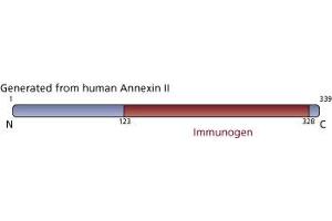 Image no. 2 for anti-Annexin A2 (ANXA2) (AA 123-328) antibody (ABIN967722) (Annexin A2 anticorps  (AA 123-328))