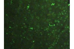 Detection of H3 in Rat Pancreas Tissue using Polyclonal Antibody to Histone H3 (H3)