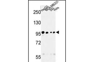 Western blot analysis of STL Antibody (ABIN652294 and ABIN2841296) in HepG2, MDA-M, 293, Hela cell line lysates (35 μg/lane). (MASTL anticorps)