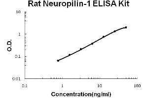 Rat Neuropilin-1 PicoKine ELISA Kit standard curve