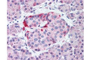 Anti-KCNJ6 / GIRK2 antibody IHC of human pancreas, islet.