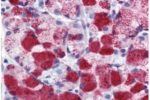 Anti-MUC13 antibody  ABIN960795 IHC staining of human stomach. (MUC13 anticorps  (Extracellular Domain))