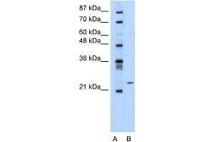 WB Suggested Anti-PMF1 Antibody Titration:  0.