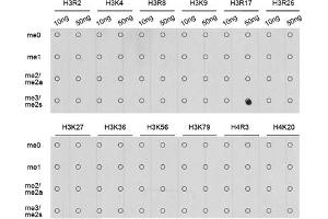 Dot-blot analysis of all sorts of methylation peptides using Symmetric DiMethyl-Histone H3-R17 antibody (ABIN3017470, ABIN3017471, ABIN3017472 and ABIN6220102).