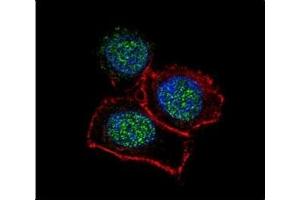 Confocal immunofluorescent analysis of JMJD3 antibody with HeLa cells followed by Alexa Fluor 488-conjugated goat anti-rabbit lgG (green).