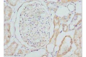 Immunohistochemistry of paraffin-embedded human kidney tissue using ABIN7149278 at dilution of 1:100