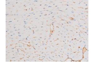ABIN6267605 at 1/200 staining Mouse heart tissue sections by IHC-P. (Dynamin 1 anticorps  (pSer774))