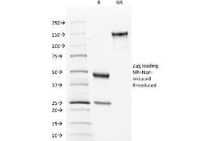 SDS-PAGE Analysis of Purified Calnexin Mouse Monoclonal Antibody ABIN6383807. (Calnexin anticorps  (Lumenal Region))