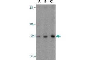 Western blot analysis of BCAP31 in rat lung tissue lysate with BCAP31 polyclonal antibody  at (A) 0. (BCAP31 anticorps  (Internal Region))